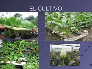 EL CULTIVO 