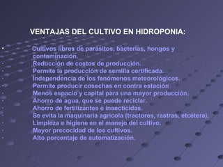 VENTAJAS DEL CULTIVO EN HIDROPONIA: Cultivos libres de parásitos, bacterias, hongos y contaminación. ·                 Reducción de costos de producción. ·                 Permite la producción de semilla certificada. ·                 Independencia de los fenómenos meteorológicos. ·                 Permite producir cosechas en contra estación                                  ·                 Menos espacio y capital para una mayor producción. ·                 Ahorro de agua, que se puede reciclar. ·                 Ahorro de fertilizantes e insecticidas. ·                 Se evita la maquinaria agrícola (tractores, rastras, etcétera). ·                 Limpieza e higiene en el manejo del cultivo.  ·                 Mayor precocidad de los cultivos. ·                 Alto porcentaje de automatización. 