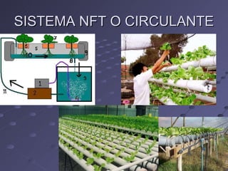 SISTEMA NFT O CIRCULANTE 