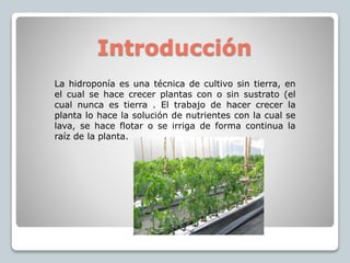 Introducción cultivo en leca: ¿Qué es la Hidroponía? – Ganas de Verde
