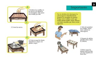 Importante
No te olvides de destapar la
almaciguera inmediatamente
después de emergidas las plantas.
Porque si tú te olvidas ocurre que
tendrás plantas débiles, largas, blancas
con hojas amarillas que nunca serán
vigorosas.
1 Antes de germinar
las semillas, debes
tener cubierta la
almaciguera.
2 Después de salir las
plantitas debes retirar
la cubierta.
3 Debes regar las
plantas todos los días
con una regadera de
lluvia fina.
4
5
6
4 Sembrar las semillas en
los surcos a la distancia
recomendada. Sólo poner
una semilla por sitio.
5 Cerrar los surcos.
6 Colocar papel de diario,
humedecer y tapar con
plástico negro.
3
 