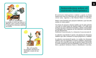 En el sustrato
La plantita no tiene que buscar el
alimento, pues a través de riego se
le entregan los elementos minerales
necesarios.
El nutriente hidropónico contiene y aporta en forma
balanceada todos los elementos que una planta necesita para
crecer sana, vigorosa y dar buenos frutos o cosechas.
Existen varias fórmulas para preparar nutrientes y que han sido
usadas en varios países.
Una forma de preparar solución nutritiva que ha sido probada
con éxito en varios países de América Latina y el Caribe para
producir una gran variedad de hortalizas, plantas ornamentales
y medicinales está compuesta de dos soluciones concentradas,
las que llamaremos:
Solución Concentrada A y Solución Concentrada B.
La solución concentrada A aporta a las plantas los elementos
nutritivos que ellas consumen en mayor proporción o cantidad.
La solución concentrada B aporta, en cambio, los elementos
nutritivos que son requeridos en menor cantidad o proporción,
pero que son esenciales para que las plantas logren desarrollar
en forma normal los procesos fisiológicos que la harán crecer
bien y producir hermosos frutos y abundantes cosechas.
En el suelo
Las plantitas absorben los
minerales a través de las
raíces.
Antecedentes sobre el
nutriente hidropónico
3
 