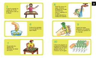 Quitar las hojas
primarias con cuidado
y colocar las plantas en
la esponja.
Colocar las plantas en
la plancha de Plumavit
cuidando que las raíces
queden rectas y en
contacto con el agua.
Lavar las raíces en
agua. Sostener
la planta por el tallo
sin dañar las
raíces y agitarlas en
el agua
desprendiendo los
residuos de sustrato.
8
9
10
Cortar la esponja en
cubitos de 3 cm y
luego hacer corte en
la mitad.
Colocar las esponjas
en un recipiente con
agua limpia.
Desprender las
plantas del
almácigo sin dañar
sus raíces.
5
6
7
3
 