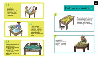 Colocamos el
nutriente. Primero
coloco el nutriente
mayor y luego el
nutriente menor
según la cantidad de
agua.
Agitar manualmente el
agua formando
burbujas para oxigenar
y redistribuir los
nutrientes por lo menos
3 veces al día
incluyendo los fines de
semana.
Levantar la
plancha de
Plumavit a fin de
revisar que las
raíces estén bien
colocadas.
11
12
13
Para sembrar directamente
o trasplantar se empieza
ubicando el contenedor,
dándole la pendiente
necesaria para el drenaje.
Humedecer
uniformemente el
sustrato con agua
limpia y remover.
Cultivo en sustrato
1
2
4
 
