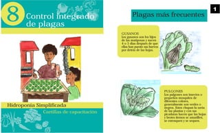 Cartillas de capacitación
8
Hidroponía Simplificada
Control integrado
de plagas
Plagas más frecuentes
GUSANOS
Los gusanos son los hijos
de las mariposas y nacen
4 o 5 días después de que
ellas han puesto sus huevos
por detrás de las hojas.
PULGONES
Los pulgones son insectos o
pequeños mosquitos de
diferentes colores,
generalmente son verdes o
negros. Estos chupan la savia
de las plantas y con sus
picaduras hacen que las hojas
y brotes tiernos se amarillen,
se enrosquen y se sequen.
1
 