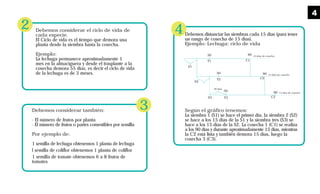 Debemos considerar también:
· El número de frutos por planta
· El número de frutos o partes comestibles por semilla
Por ejemplo de:
1 semilla de lechuga obtenemos 1 planta de lechuga
l semilla de coliflor obtenemos 1 planta de coliflor
1 semilla de tomate obtenemos 6 a 8 frutos de
tomates
2
3
Debemos considerar el ciclo de vida de
cada especie.
El Ciclo de vida es el tiempo que demora una
planta desde la siembra hasta la cosecha.
Ejemplo:
La lechuga permanece aproximadamente 1
mes en la almaciguera y desde el trasplante a la
cosecha demora 55 días, es decir el ciclo de vida
de la lechuga es de 3 meses.
Debemos distanciar las siembras cada 15 días (para tener
un rango de cosecha de 15 días).
Ejemplo: Lechuga: ciclo de vida
Según el gráfico tenemos:
La siembra 1 (S1) se hace el primer día, la siembra 2 (S2)
se hace a los 15 días de la S1 y la siembra tres (S3) se
hace a los 15 días de la S2. La cosecha 1 (C1) se realiza
a los 90 días y durante aproximadamente 15 días, mientras
la C2 está lista y también demora 15 días, luego la
cosecha 3 (C3).
4
S1
S2
S3
T1
T2
T3
30
30
30
90
90
90
C1
C2
C3
15 días de cosecha
15 días de cosecha
15 días de cosecha
30 días
4
 