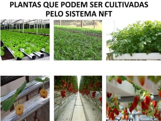 PLANTAS QUE PODEM SER CULTIVADAS
PELO SISTEMA NFT
 