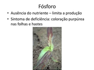 Fósforo
• Ausência do nutriente – limita a produção
• Sintoma de deficiência: coloração purpúrea
nas folhas e hastes
 