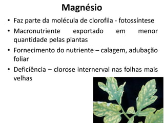 Magnésio
• Faz parte da molécula de clorofila - fotossíntese
• Macronutriente exportado em menor
quantidade pelas plantas
• Fornecimento do nutriente – calagem, adubação
foliar
• Deficiência – clorose internerval nas folhas mais
velhas
 