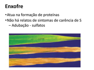 Enxofre
•Atua na formação de proteínas
•Não há relatos de sintomas de carência de S
‒ Adubação - sulfatos
 