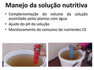 Manejo da solução nutritiva
• Complementação do volume da solução
assimilado pelas plantas com água
• Ajuste do pH da solução
• Monitoramento do consumo de nutrientes CE
 