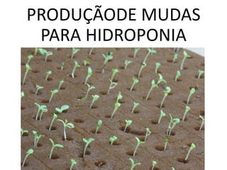 PRODUÇÃODE MUDAS
PARA HIDROPONIA
 