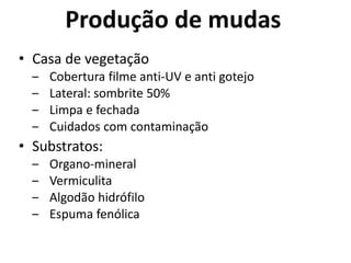 Produção de mudas
• Casa de vegetação
‒ Cobertura filme anti-UV e anti gotejo
‒ Lateral: sombrite 50%
‒ Limpa e fechada
‒ Cuidados com contaminação
• Substratos:
‒ Organo-mineral
‒ Vermiculita
‒ Algodão hidrófilo
‒ Espuma fenólica
 