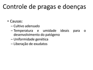 Controle de pragas e doenças
• Causas:
‒ Cultivo adensado
‒ Temperatura e umidade ideais para o
desenvolvimento do patógeno
‒ Uniformidade genética
‒ Liberação de exudatos
 