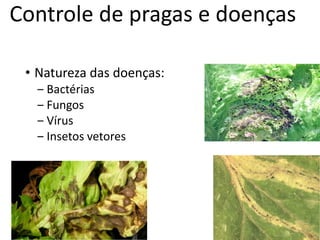 Controle de pragas e doenças
• Natureza das doenças:
‒ Bactérias
‒ Fungos
‒ Vírus
‒ Insetos vetores
 