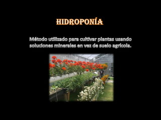 Hidroponia 01