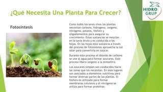 ¿Qué Necesita Una Planta Para Crecer?
Fotosíntesis
Como todos los seres vivos las plantas
necesitan carbono, hidrogeno, oxigeno,
nitrógeno, potasio, fósforo y
oligoelementos para asegurar su
crecimiento. Estas sustancias se mezclan
en la savia bruta y es conducida a las
hojas. En las hojas esta sustancia a través
del proceso de fotosíntesis aprovecha la luz
solar para convertirla en azúcar.
Durante este proceso el dióxido de carbono
se une al agua para formar azucares. Este
proceso libera oxígeno a la atmosfera.
Los azucares simples son conducidos hacia
las zonas que los necesitan. En esos lugares
son asociados a elementos nutritivos para
formar diversas partes de las plantas. El
fosforo es utilizado para formar
membranas celulares y el nitrógeno se
utiliza para formar proteínas.
 