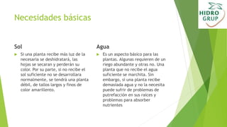 Necesidades básicas
Sol
 Si una planta recibe más luz de la
necesaria se deshidratará, las
hojas se secaran y perderán su
color. Por su parte, si no recibe el
sol suficiente no se desarrollara
normalmente, se tendrá una planta
débil, de tallos largos y finos de
color amarillento.
Agua
 Es un aspecto básico para las
plantas. Algunas requieren de un
riego abundante y otras no. Una
planta que no recibe el agua
suficiente se marchita. Sin
embargo, si una planta recibe
demasiada agua y no la necesita
puede sufrir de problemas de
putrefacción en sus raíces y
problemas para absorber
nutrientes
 