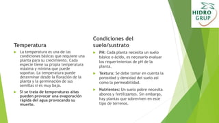 Temperatura
 La temperatura es una de las
condiciones básicas que requiere una
planta para su crecimiento. Cada
especie tiene su propia temperatura
máxima y mínima que puede
soportar. La temperatura puede
determinar desde la floración de la
planta y la germinación de sus
semillas si es muy baja.
 Si se trata de temperaturas altas
pueden provocar una evaporación
rápida del agua provocando su
muerte.
Condiciones del
suelo/sustrato
 PH: Cada planta necesita un suelo
básico o ácido, es necesario evaluar
los requerimientos de pH de la
planta.
 Textura: Se debe tomar en cuenta la
porosidad y densidad del suelo así
como la permeabilidad.
 Nutrientes: Un suelo pobre necesita
abonos y fertilizantes. Sin embargo,
hay plantas que sobreviven en este
tipo de terrenos.
 
