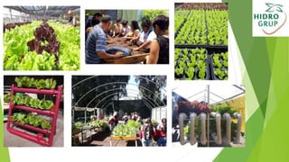 Hidroponia 1.pptx