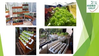 Hidroponia 1.pptx