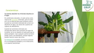 Características
Las plantas absorben los minerales disueltos en
el agua
En condiciones naturales, el suelo actúa como
reserva de nutrientes minerales, pero el suelo
en sí no es esencial para que la planta crezca.
Cuando los nutrientes minerales de la tierra se
disuelven en agua, las raíces de la planta son
capaces de absorberlos.
Cuando los nutrientes minerales son
introducidos dentro del suministro de agua de
la planta, ya no se requiere el suelo para que la
planta prospere. Casi cualquier planta terrestre
puede crecer con hidroponía, aunque algunas
pueden hacerlo mejor que otras.
La hidroponía es también una técnica estándar
en la investigación biológica y en la educación,
y un popular pasatiempo.
 