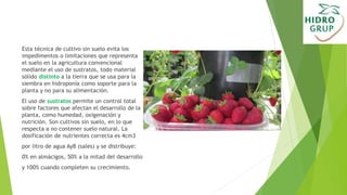 Esta técnica de cultivo sin suelo evita los
impedimentos o limitaciones que representa
el suelo en la agricultura convencional
mediante el uso de sustratos, todo material
sólido distinto a la tierra que se usa para la
siembra en hidroponía como soporte para la
planta y no para su alimentación.
El uso de sustratos permite un control total
sobre factores que afectan el desarrollo de la
planta, como humedad, oxigenación y
nutrición. Son cultivos sin suelo, en lo que
respecta a no contener suelo natural. La
dosificación de nutrientes correcta es 4cm3
por litro de agua AyB (sales) y se distribuye:
0% en almácigos, 50% a la mitad del desarrollo
y 100% cuando completen su crecimiento.
 