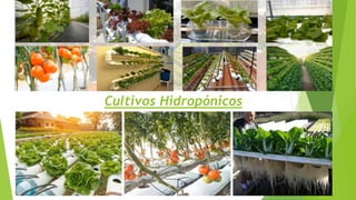 Cultivos Hidropónicos
 