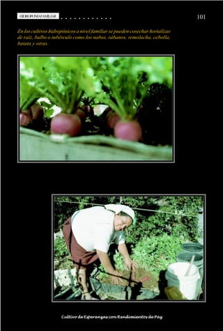 HIDROPONÍAFAMILIAR
 HIDROPONÍA FAMILIAR                        ○
                                            ○       ○
                                                    ○       ○
                                                            ○       ○
                                                                    ○       ○
                                                                            ○       ○
                                                                                    ○       ○
                                                                                            ○   ○
                                                                                                ○   ○
                                                                                                    ○   ○
                                                                                                        ○   ○
                                                                                                            ○   ○
                                                                                                                ○                                                                                   101

En los cultivos hidropónicos a nivel familiar se pueden cosechar hortalizas
de raíz, bulbo o tubérculo como los nabos, rábanos, remolacha, cebolla,
batata y otras.




○   ○   ○   ○   ○   ○   ○   ○   ○   ○   ○       ○       ○       ○       ○       ○       ○   ○   ○   ○   ○   ○   ○   ○   ○   ○   ○   ○   ○   ○   ○   ○   ○   ○   ○   ○   ○   ○   ○   ○   ○   ○   ○   ○   ○   ○


                                        Cultivo de Esperanzas con Rendimientos de Paz
 