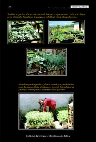 102                                                                                         ○
                                                                                            ○       ○
                                                                                                    ○       ○
                                                                                                            ○       ○
                                                                                                                    ○       ○
                                                                                                                            ○       ○
                                                                                                                                    ○       ○
                                                                                                                                            ○       ○
                                                                                                                                                    ○       ○
                                                                                                                                                            ○       ○
                                                                                                                                                                    ○       ○
                                                                                                                                                                            ○       ○
                                                                                                                                                                                    ○       ○
                                                                                                                                                                                            ○
                                                                                                                                                                                                    HIDROPONÍAFAMILIAR
                                                                                                                                                                                                     HIDROPONÍA FAMILIAR



También se pueden obtener hortalizas de las que se aprovechan el tallo y las hojas
como el repollo, la lechuga, la acelga, la cebolla de rama, el repollo chino.




                        Además se pueden producir plantas aromáticas y medicinales
                        como la manzanilla la albahaca, el toronjil, la hierbabuena
                        y forrajes verdes para la alimentación de ganados.




○   ○   ○   ○   ○   ○   ○   ○   ○   ○   ○   ○   ○   ○   ○   ○   ○   ○   ○   ○   ○   ○   ○       ○       ○       ○       ○       ○       ○       ○       ○       ○       ○       ○       ○       ○    ○   ○   ○   ○   ○   ○   ○   ○   ○   ○


                                        Cultivo de Esperanzas con Rendimientos de Paz
 