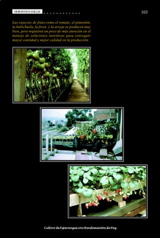 HIDROPONÍAFAMILIAR
 HIDROPONÍA FAMILIAR                        ○
                                            ○       ○
                                                    ○       ○
                                                            ○       ○
                                                                    ○       ○
                                                                            ○       ○
                                                                                    ○       ○
                                                                                            ○   ○
                                                                                                ○   ○
                                                                                                    ○   ○
                                                                                                        ○   ○
                                                                                                            ○   ○
                                                                                                                ○                                                                                   103

Las especies de fruto como el tomate, el pimentón,
la habichuela, la fresa y la arveja se producen muy
bien, pero requieren un poco de más atención en el
manejo de soluciones nutritivas para conseguir
mayor cantidad y mejor calidad en la producción.




○   ○   ○   ○   ○   ○   ○   ○   ○   ○   ○       ○       ○       ○       ○       ○       ○   ○   ○   ○   ○   ○   ○   ○   ○   ○   ○   ○   ○   ○   ○   ○   ○   ○   ○   ○   ○   ○   ○   ○   ○   ○   ○   ○   ○   ○


                                        Cultivo de Esperanzas con Rendimientos de Paz
 