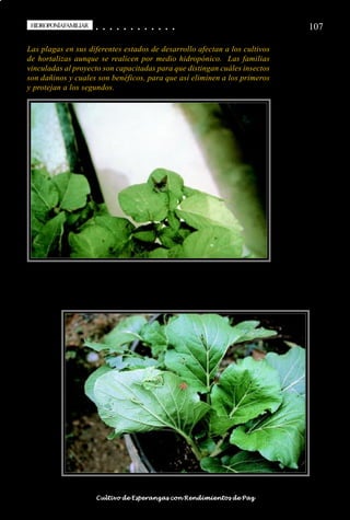 HIDROPONÍAFAMILIAR
 HIDROPONÍA FAMILIAR                        ○
                                            ○       ○
                                                    ○       ○
                                                            ○       ○
                                                                    ○       ○
                                                                            ○       ○
                                                                                    ○       ○
                                                                                            ○   ○
                                                                                                ○   ○
                                                                                                    ○   ○
                                                                                                        ○   ○
                                                                                                            ○   ○
                                                                                                                ○                                                                                   107

Las plagas en sus diferentes estados de desarrollo afectan a los cultivos
de hortalizas aunque se realicen por medio hidropónico. Las familias
vinculadas al proyecto son capacitadas para que distingan cuáles insectos
son dañinos y cuales son benéficos, para que así eliminen a los primeros
y protejan a los segundos.




○   ○   ○   ○   ○   ○   ○   ○   ○   ○   ○       ○       ○       ○       ○       ○       ○   ○   ○   ○   ○   ○   ○   ○   ○   ○   ○   ○   ○   ○   ○   ○   ○   ○   ○   ○   ○   ○   ○   ○   ○   ○   ○   ○   ○   ○


                                        Cultivo de Esperanzas con Rendimientos de Paz
 