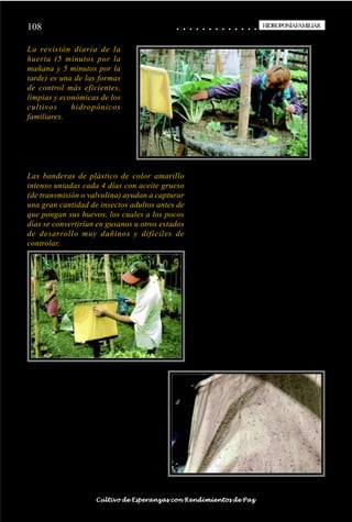 108                                                                                         ○
                                                                                            ○       ○
                                                                                                    ○       ○
                                                                                                            ○       ○
                                                                                                                    ○       ○
                                                                                                                            ○       ○
                                                                                                                                    ○       ○
                                                                                                                                            ○       ○
                                                                                                                                                    ○       ○
                                                                                                                                                            ○       ○
                                                                                                                                                                    ○       ○
                                                                                                                                                                            ○       ○
                                                                                                                                                                                    ○       ○
                                                                                                                                                                                            ○
                                                                                                                                                                                                    HIDROPONÍAFAMILIAR
                                                                                                                                                                                                     HIDROPONÍA FAMILIAR


La revisión diaria de la
huerta (5 minutos por la
mañana y 5 minutos por la
tarde) es una de las formas
de control más eficientes,
limpias y económicas de los
cultivos     hidropónicos
familiares.




Las banderas de plástico de color amarillo
intenso untadas cada 4 días con aceite grueso
(de transmisión o valvulina) ayudan a capturar
una gran cantidad de insectos adultos antes de
que pongan sus huevos, los cuales a los pocos
días se convertirían en gusanos u otros estados
de desarrollo muy dañinos y difíciles de
controlar.




○   ○   ○   ○   ○   ○   ○   ○   ○   ○   ○   ○   ○   ○   ○   ○   ○   ○   ○   ○   ○   ○   ○       ○       ○       ○       ○       ○       ○       ○       ○       ○       ○       ○       ○       ○    ○   ○   ○   ○   ○   ○   ○   ○   ○   ○


                                        Cultivo de Esperanzas con Rendimientos de Paz
 