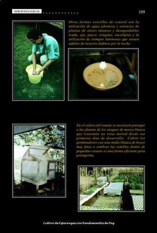 HIDROPONÍAFAMILIAR
 HIDROPONÍA FAMILIAR                        ○
                                            ○       ○
                                                    ○       ○
                                                            ○       ○
                                                                    ○       ○
                                                                            ○       ○
                                                                                    ○       ○
                                                                                            ○   ○
                                                                                                ○   ○
                                                                                                    ○   ○
                                                                                                        ○   ○
                                                                                                            ○   ○
                                                                                                                ○                                                                                   109

                                                                                                    Otras formas sencillas de control son la
                                                                                                    utilización de agua jabonosa y extractos de
                                                                                                    plantas de olores intensos y desagradables
                                                                                                    (ruda, ajo, paico, orégano, eucalipto) y la
                                                                                                    utilización de trampas luminosas que atraen
                                                                                                    adultos de insectos dañinos por la noche.




                                                                                                                En el cultivo del tomate es necesario proteger
                                                                                                                a las plantas de los ataques de mosca blanca
                                                                                                                que transmite un virus mortal desde sus
                                                                                                                primeros días de desarrollo. Cubrir los
                                                                                                                germinadores con una malla blanca de hoyos
                                                                                                                muy finos o sembrar las semillas dentro de
                                                                                                                pequeñas casetas es una forma eficiente para
                                                                                                                protegerlas.




○   ○   ○   ○   ○   ○   ○   ○   ○   ○   ○       ○       ○       ○       ○       ○       ○   ○   ○   ○   ○   ○   ○   ○   ○   ○   ○   ○   ○   ○   ○   ○   ○   ○   ○   ○   ○   ○   ○   ○   ○   ○   ○   ○   ○   ○


                                        Cultivo de Esperanzas con Rendimientos de Paz
 