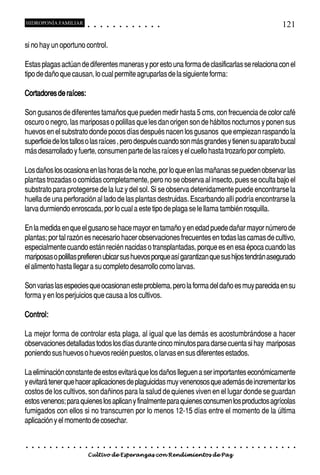 HIDROPONÍA FAMILIAR                         ○       ○       ○       ○       ○       ○       ○   ○   ○   ○   ○   ○                                                                                   121

si no hay un oportuno control.

Estas plagas actúan de diferentes maneras y por esto una forma de clasificarlas se relaciona con el
tipo de daño que causan, lo cual permite agruparlas de la siguiente forma:

Cortadores de raíces:

Son gusanos de diferentes tamaños que pueden medir hasta 5 cms, con frecuencia de color café
oscuro o negro, las mariposas o polillas que les dan origen son de hábitos nocturnos y ponen sus
huevos en el substrato donde pocos días después nacen los gusanos que empiezan raspando la
superficie de los tallos o las raíces , pero después cuando son más grandes y tienen su aparato bucal
más desarrollado y fuerte, consumen parte de las raíces y el cuello hasta trozarlo por completo.

Los daños los ocasiona en las horas de la noche, por lo que en las mañanas se pueden observar las
plantas trozadas o comidas completamente, pero no se observa al insecto, pues se oculta bajo el
substrato para protegerse de la luz y del sol. Si se observa detenidamente puede encontrarse la
huella de una perforación al lado de las plantas destruidas. Escarbando allí podría encontrarse la
larva durmiendo enroscada, por lo cual a este tipo de plaga se le llama también rosquilla.

En la medida en que el gusano se hace mayor en tamaño y en edad puede dañar mayor número de
plantas; por tal razón es necesario hacer observaciones frecuentes en todas las camas de cultivo,
especialmente cuando están recién nacidas o transplantadas, porque es en esa época cuando las
mariposas o polillas prefieren ubicar sus huevos porque así garantizan que sus hijos tendrán asegurado
el alimento hasta llegar a su completo desarrollo como larvas.

Son varias las especies que ocasionan este problema, pero la forma del daño es muy parecida en su
forma y en los perjuicios que causa a los cultivos.

Control:

La mejor forma de controlar esta plaga, al igual que las demás es acostumbrándose a hacer
observaciones detalladas todos los días durante cinco minutos para darse cuenta si hay mariposas
poniendo sus huevos o huevos recién puestos, o larvas en sus diferentes estados.

La eliminación constante de estos evitará que los daños lleguen a ser importantes económicamente
y evitará tener que hacer aplicaciones de plaguicidas muy venenosos que además de incrementar los
costos de los cultivos, son dañinos para la salud de quienes viven en el lugar donde se guardan
estos venenos; para quienes los aplican y finalmente para quienes consumen los productos agrícolas
fumigados con ellos si no transcurren por lo menos 12-15 días entre el momento de la última
aplicación y el momento de cosechar.


○   ○   ○   ○   ○   ○   ○   ○   ○   ○   ○       ○       ○       ○       ○       ○       ○   ○   ○   ○   ○   ○   ○   ○   ○   ○   ○   ○   ○   ○   ○   ○   ○   ○   ○   ○   ○   ○   ○   ○   ○   ○   ○   ○   ○   ○


                                        Cultivo de Esperanzas con Rendimientos de Paz
 