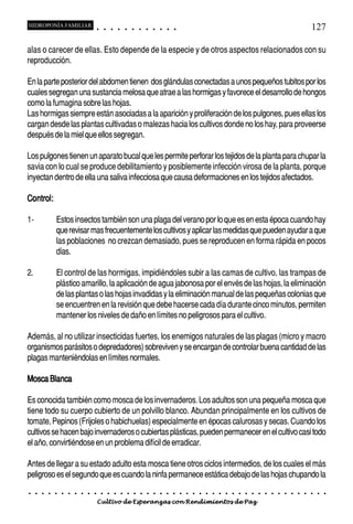 HIDROPONÍA FAMILIAR                          ○       ○       ○       ○       ○       ○       ○   ○   ○   ○   ○   ○                                                                                   127

alas o carecer de ellas. Esto depende de la especie y de otros aspectos relacionados con su
reproducción.

En la parte posterior del abdomen tienen dos glándulas conectadas a unos pequeños tubitos por los
cuales segregan una sustancia melosa que atrae a las hormigas y favorece el desarrollo de hongos
como la fumagina sobre las hojas.
Las hormigas siempre están asociadas a la aparición y proliferación de los pulgones, pues ellas los
cargan desde las plantas cultivadas o malezas hacia los cultivos donde no los hay, para proveerse
después de la miel que ellos segregan.

Los pulgones tienen un aparato bucal que les permite perforar los tejidos de la planta para chupar la
savia con lo cual se produce debilitamiento y posiblemente infección virosa de la planta, porque
inyectan dentro de ella una saliva infecciosa que causa deformaciones en los tejidos afectados.

Control:

1-               Estos insectos también son una plaga del verano por lo que es en esta época cuando hay
                 que revisar mas frecuentemente los cultivos y aplicar las medidas que pueden ayudar a que
                 las poblaciones no crezcan demasiado, pues se reproducen en forma rápida en pocos
                 días.

2.               El control de las hormigas, impidiéndoles subir a las camas de cultivo, las trampas de
                 plástico amarillo, la aplicación de agua jabonosa por el envés de las hojas, la eliminación
                 de las plantas o las hojas invadidas y la eliminación manual de las pequeñas colonias que
                 se encuentren en la revisión que debe hacerse cada día durante cinco minutos, permiten
                 mantener los niveles de daño en límites no peligrosos para el cultivo.

Además, al no utilizar insecticidas fuertes, los enemigos naturales de las plagas (micro y macro
organismos parásitos o depredadores) sobreviven y se encargan de controlar buena cantidad de las
plagas manteniéndolas en límites normales.

Mosca Blanca

Es conocida también como mosca de los invernaderos. Los adultos son una pequeña mosca que
tiene todo su cuerpo cubierto de un polvillo blanco. Abundan principalmente en los cultivos de
tomate, Pepinos (Frijoles o habichuelas) especialmente en épocas calurosas y secas. Cuando los
cultivos se hacen bajo invernaderos o cubiertas plásticas, pueden permanecer en el cultivo casi todo
el año, convirtiéndose en un problema difícil de erradicar.

Antes de llegar a su estado adulto esta mosca tiene otros ciclos intermedios, de los cuales el más
peligroso es el segundo que es cuando la ninfa permanece estática debajo de las hojas chupando la
○    ○   ○   ○   ○   ○   ○   ○   ○   ○   ○       ○       ○       ○       ○       ○       ○   ○   ○   ○   ○   ○   ○   ○   ○   ○   ○   ○   ○   ○   ○   ○   ○   ○   ○   ○   ○   ○   ○   ○   ○   ○   ○   ○   ○   ○


                                         Cultivo de Esperanzas con Rendimientos de Paz
 