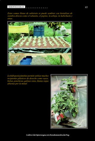 HIDROPONÍAFAMILIAR
 HIDROPONÍA FAMILIAR                        ○
                                            ○       ○
                                                    ○       ○
                                                            ○       ○
                                                                    ○       ○
                                                                            ○       ○
                                                                                    ○       ○
                                                                                            ○   ○
                                                                                                ○   ○
                                                                                                    ○   ○
                                                                                                        ○   ○
                                                                                                            ○   ○
                                                                                                                ○                                                                                       65

Estas camas llenas de substrato se puede sembrar con hortalizas de
siembra directa como el rabanito, el pepino, la arbeja, la habichuela y
otras.




La hidroponía familiar permite utilizar muchos
recipientes plásticos de desecho como vasos,
bolsas, poncheras, galones rotos, llantas viejas
abiertas por la mitad.




○   ○   ○   ○   ○   ○   ○   ○   ○   ○   ○       ○       ○       ○       ○       ○       ○   ○   ○   ○   ○   ○   ○   ○   ○   ○   ○   ○   ○   ○   ○   ○   ○   ○   ○   ○   ○   ○   ○   ○   ○   ○   ○   ○   ○   ○


                                        Cultivo de Esperanzas con Rendimientos de Paz
 
