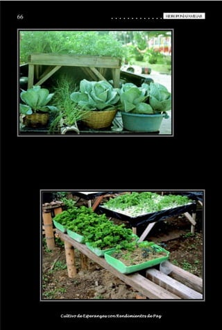 66                                                                                          ○
                                                                                            ○       ○
                                                                                                    ○       ○
                                                                                                            ○       ○
                                                                                                                    ○       ○
                                                                                                                            ○       ○
                                                                                                                                    ○       ○
                                                                                                                                            ○       ○
                                                                                                                                                    ○       ○
                                                                                                                                                            ○       ○
                                                                                                                                                                    ○       ○
                                                                                                                                                                            ○       ○
                                                                                                                                                                                    ○       ○
                                                                                                                                                                                            ○
                                                                                                                                                                                                    HIDROPONÍAFAMILIAR
                                                                                                                                                                                                     HIDROPONÍA FAMILIAR




○   ○   ○   ○   ○   ○   ○   ○   ○   ○   ○   ○   ○   ○   ○   ○   ○   ○   ○   ○   ○   ○   ○       ○       ○       ○       ○       ○       ○       ○       ○       ○       ○       ○       ○       ○    ○   ○   ○   ○   ○   ○   ○   ○   ○   ○


                                        Cultivo de Esperanzas con Rendimientos de Paz
 
