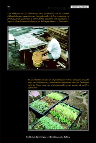 70                                                                                          ○
                                                                                            ○       ○
                                                                                                    ○       ○
                                                                                                            ○       ○
                                                                                                                    ○       ○
                                                                                                                            ○       ○
                                                                                                                                    ○       ○
                                                                                                                                            ○       ○
                                                                                                                                                    ○       ○
                                                                                                                                                            ○       ○
                                                                                                                                                                    ○       ○
                                                                                                                                                                            ○       ○
                                                                                                                                                                                    ○       ○
                                                                                                                                                                                            ○
                                                                                                                                                                                                    HIDROPONÍAFAMILIAR
                                                                                                                                                                                                     HIDROPONÍA FAMILIAR


Las semillas de las hortalizas más cultivadas en el sistema
hidropónico que necesitan ser transplantadas, deben sembrarse en
germinadores pequeños y éstos deben cubrirse con periódico y
regarse abundantemente durante los 3 días posteriores a la siembra.




                                            Si las plantas nacidas en el germinador (varias especies en cada
                                            uno) son alimentadas y cuidadas adecuadamente antes de 2 semanas
                                            estarán listas para ser transplantadas a las camas de cultivo
                                            definitivo.




○   ○   ○   ○   ○   ○   ○   ○   ○   ○   ○   ○   ○   ○   ○   ○   ○   ○   ○   ○   ○   ○   ○       ○       ○       ○       ○       ○       ○       ○       ○       ○       ○       ○       ○       ○    ○   ○   ○   ○   ○   ○   ○   ○   ○   ○


                                        Cultivo de Esperanzas con Rendimientos de Paz
 