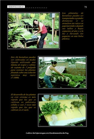 HIDROPONÍAFAMILIAR
 HIDROPONÍA FAMILIAR                        ○
                                            ○       ○
                                                    ○       ○
                                                            ○       ○
                                                                    ○       ○
                                                                            ○       ○
                                                                                    ○       ○
                                                                                            ○   ○
                                                                                                ○   ○
                                                                                                    ○   ○
                                                                                                        ○   ○
                                                                                                            ○   ○
                                                                                                                ○                                                                                       79

                                                                                                                                                    Las plántulas de
                                                                                                                                                    hortalizas pueden ser
                                                                                                                                                    transportadas a grandes
                                                                                                                                                    distancias      si    se
                                                                                                                                                    envuelven sus raíces en
                                                                                                                                                    papel periódico dejando
                                                                                                                                                    sus tallos y hojas
                                                                                                                                                    expuestos al aire y a la
                                                                                                                                                    luz y llevando los
                                                                                                                                                    paquetes en una bolsa
                                                                                                                                                    plástica.




        Seis (6) hortalizas pueden
        ser cultivadas en medio
        líquido utilizando una
        lámina de icopor y cubitos
        de espuma de 1 pulgada
        para sostener las plantas
        flotando sobre una solución
        nutritiva muy suave
        (7:1000).




        El desarrollo de las plantas
        en este sistema es más
        rápido que las que se
        cultivan en substratos
        sólidos y casi 2 veces más
        rápido que las que se
        cultivan en el suelo.




○   ○   ○   ○   ○   ○   ○   ○   ○   ○   ○       ○       ○       ○       ○       ○       ○   ○   ○   ○   ○   ○   ○   ○   ○   ○   ○   ○   ○   ○   ○   ○   ○   ○   ○   ○   ○   ○   ○   ○   ○   ○   ○   ○   ○   ○


                                        Cultivo de Esperanzas con Rendimientos de Paz
 