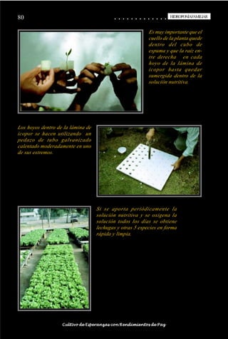 80                                                                                           ○
                                                                                             ○       ○
                                                                                                     ○       ○
                                                                                                             ○       ○
                                                                                                                     ○       ○
                                                                                                                             ○       ○
                                                                                                                                     ○       ○
                                                                                                                                             ○       ○
                                                                                                                                                     ○       ○
                                                                                                                                                             ○       ○
                                                                                                                                                                     ○       ○
                                                                                                                                                                             ○       ○
                                                                                                                                                                                     ○       ○
                                                                                                                                                                                             ○
                                                                                                                                                                                                     HIDROPONÍAFAMILIAR
                                                                                                                                                                                                      HIDROPONÍA FAMILIAR


                                                                                                                                                             Es muy importante que el
                                                                                                                                                             cuello de la planta quede
                                                                                                                                                             dentro del cubo de
                                                                                                                                                             espuma y que la raíz en-
                                                                                                                                                             tre derecha en cada
                                                                                                                                                             hoyo de la lámina de
                                                                                                                                                             icopor hasta quedar
                                                                                                                                                             sumergida dentro de la
                                                                                                                                                             solución nutritiva.




Los hoyos dentro de la lámina de
icopor se hacen utilizando un
pedazo de tubo galvanizado
calentado moderadamente en uno
de sus extremos.




                                                                            Si se aporta periódicamente la
                                                                            solución nutritiva y se oxigena la
                                                                            solución todos los días se obtiene
                                                                            lechugas y otras 5 especies en forma
                                                                            rápida y limpia.




○   ○   ○   ○   ○   ○   ○   ○   ○   ○   ○   ○   ○   ○   ○   ○   ○   ○   ○    ○   ○   ○   ○       ○       ○       ○       ○       ○       ○       ○       ○       ○       ○       ○       ○       ○    ○   ○   ○   ○   ○   ○   ○   ○   ○   ○


                                        Cultivo de Esperanzas con Rendimientos de Paz
 