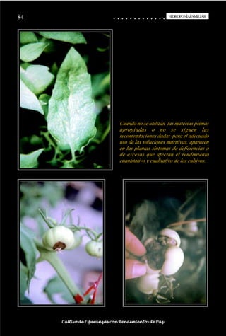 84                                                                                          ○
                                                                                            ○       ○
                                                                                                    ○       ○
                                                                                                            ○       ○
                                                                                                                    ○       ○
                                                                                                                            ○       ○
                                                                                                                                    ○       ○
                                                                                                                                            ○       ○
                                                                                                                                                    ○       ○
                                                                                                                                                            ○       ○
                                                                                                                                                                    ○       ○
                                                                                                                                                                            ○       ○
                                                                                                                                                                                    ○       ○
                                                                                                                                                                                            ○
                                                                                                                                                                                                    HIDROPONÍAFAMILIAR
                                                                                                                                                                                                     HIDROPONÍA FAMILIAR




                                                                                                        Cuando no se utilizan las materias primas
                                                                                                        apropiadas o no se siguen las
                                                                                                        recomendaciones dadas para el adecuado
                                                                                                        uso de las soluciones nutritivas, aparecen
                                                                                                        en las plantas síntomas de deficiencias o
                                                                                                        de excesos que afectan el rendimiento
                                                                                                        cuantitativo y cualitativo de los cultivos.




○   ○   ○   ○   ○   ○   ○   ○   ○   ○   ○   ○   ○   ○   ○   ○   ○   ○   ○   ○   ○   ○   ○       ○       ○       ○       ○       ○       ○       ○       ○       ○       ○       ○       ○       ○    ○   ○   ○   ○   ○   ○   ○   ○   ○   ○


                                        Cultivo de Esperanzas con Rendimientos de Paz
 