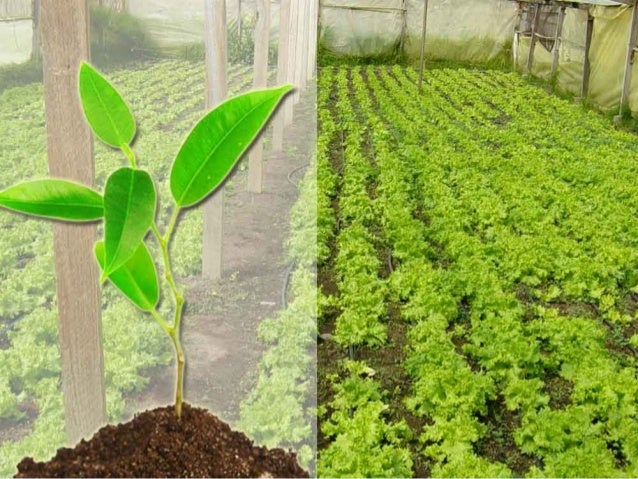 Nft Hidroponia
