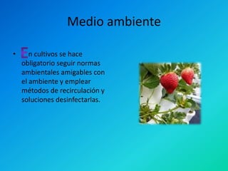 Medio ambiente

•      n cultivos se hace
    obligatorio seguir normas
    ambientales amigables con
    el ambiente y emplear
    métodos de recirculación y
    soluciones desinfectarlas.
 