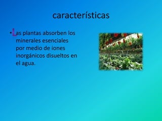 características
• as plantas absorben los
  minerales esenciales
  por medio de iones
  inorgánicos disueltos en
  el agua.
 