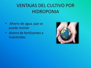 VENTAJAS DEL CULTIVO POR
             HIDROPONIA

• Ahorro de agua, que se
  puede reciclar
• Ahorro de fertilizantes e
  insecticidas.
 