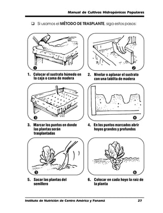 Manual de Cultivos Hidropónicos Populares


   q Si usamos el MÉTODO DE TRASPLANTE, siga estos pasos:




    Œ                                                            
 1. Colocar el sustrato húmedo en     2. Nivelar o aplanar el sustrato
    la caja o cama de madera             con una tablita de madera




     Ž                                                            
 3. Marcar los puntos en donde        4. En los puntos marcados abrir
    las plantas serán                    hoyos grandes y profundos
    trasplantadas




                                                                 ‘
 5. Sacar las plantas del             6. Colocar en cada hoyo la raíz de
    semillero                            la planta



Instituto de Nutrición de Centro América y Panamá                     27
 
