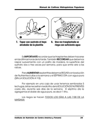 Manual de Cultivos Hidropónicos Populares




     ’                                                        “
 7. Tapar con sustrato el hoyo        8. Una vez trasplantada se
    alrededor de la plantita             riega con suficiente agua



        Es IMPORTANTE recordar que los trasplantes deben hacerse
en las últimas horas de la tarde. También RECORDAR que debemos
raspar suavemente con un palito de madera, la superficie del
sustrato dos o tres veces por semana, para que entre aire a las
raíces.

       Para ALIMENTAR las plantitas debemos REGAR con la solución
de Nutrientes 6 días a la semana y el SÉPTIMO DÍA con agua pura
(SIN LA SOLUCIÓN A Y B)

      Por ejemplo en una caja de uvas tenemos sembradas 5
lechugas, éstas necesitan medio litro de la SOLUCIÓN DE NUTRIENTES
cada día, durante seis días de la semana. El séptimo día le
agregamos el doble de agua pura, es decir 1 litro.

    Los riegos se hacen TODOS LOS DÍAS A LAS 7:00 DE LA
MAÑANA




Instituto de Nutrición de Centro América y Panamá                    28
 