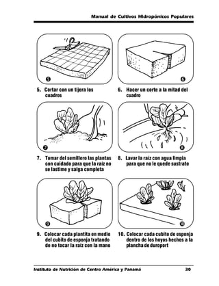 Manual de Cultivos Hidropónicos Populares




                                                                 ‘
 5. Cortar con un tijera los          6. Hacer un corte a la mitad del
    cuadros                              cuadro




    ’                                                             “
 7. Tomar del semillero las plantas   8. Lavar la raíz con agua limpia
    con cuidado para que la raíz no      para que no le quede sustrato
    se lastime y salga completa




     ”                                                            •
 9. Colocar cada plantita en medio    10. Colocar cada cubito de esponja
    del cubito de esponja tratando        dentro de los hoyos hechos a la
    de no tocar la raíz con la mano       plancha de duroport



Instituto de Nutrición de Centro América y Panamá                     30
 