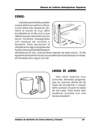 Manual de Cultivos Hidropónicos Populares



CEBOS:
    Las babosas también pueden
causar daños a nuestros cultivos.
Como éstas sólo aparecen du-
rante la noche es muy difícil
localizarlas en el día, por lo que
debemos usar cebos hechos con
sacos húmedos impregnados
con residuos de cerveza o
levadura. Estos secolocan al
atardecer en algunos lugares del
huerto, para que las babosas sean
atraídas por el olor, colocándose debajo de estos sacos. Al día
siguiente se levantan los sacos y se destruyen las babosas con el pie,
echándoles sal o agua con sal.




                                      LAVASA DE JABÓN:
                                         Hay otros insectos muy
                                      comunes, llamados pulgones,
                                      que se colocan detrás de las
                                      hojas de las plantas y causan
                                      daño porque chupan la sabia
                                      de las hojas. Para evitar esto
                                      podemos rociarlos con una
                                      lavasa de jabón.




Instituto de Nutrición de Centro América y Panamá                 34
 